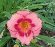 Daylily, Strawberry Candy