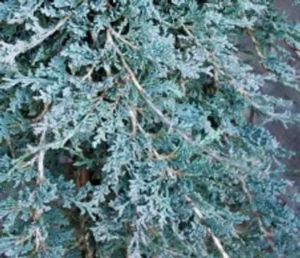 Juniper, Icee Blue