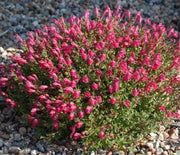 Skullcap, Cherry