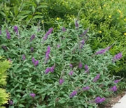 Butterfly Bush, Miss Violet