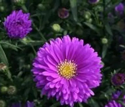 Aster  Magic