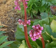 Bergenia  Winter Glow