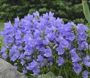 Bellflower, Peach Leaf Blue
