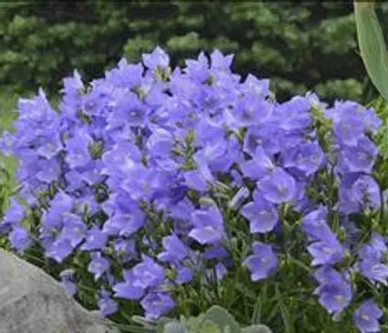 Bellflower, Peach Leaf Blue