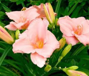 Daylily  On & On