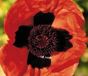Poppy, Oriental Brillant