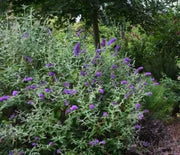 Butterfly Bush, Groovy Grape