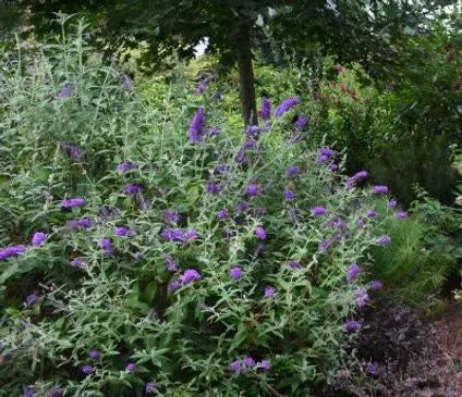 Butterfly Bush, Groovy Grape