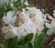 Azalea, White lights