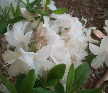 Azalea, White lights