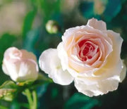 Rose, Morden Blush