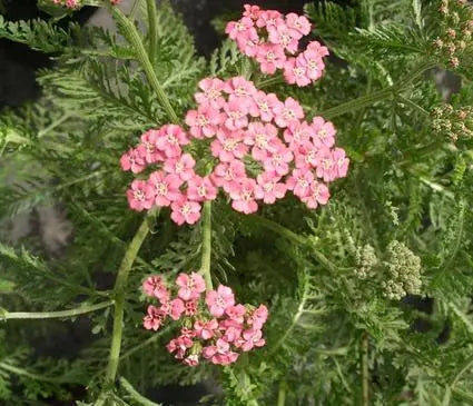 Yarrow  lilac Beauty
