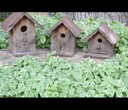 Snow on the Mountain