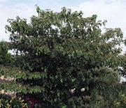 Dogwood, Pagoda