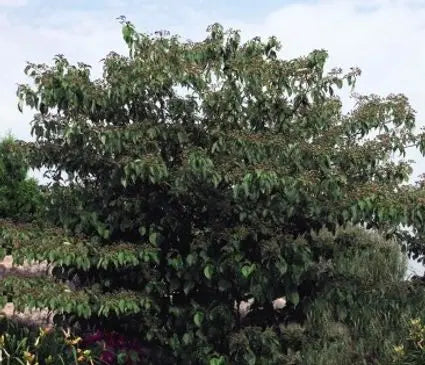 Dogwood, Pagoda