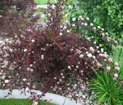 Ninebark, Summerwine Black