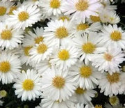 Aster, Puff