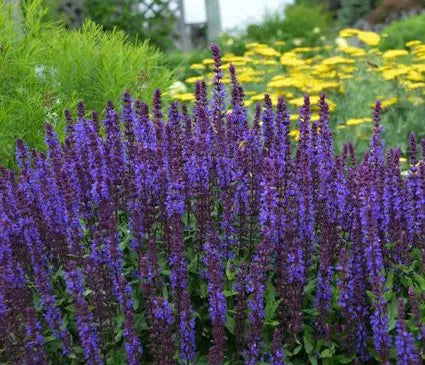Meadow Sage, New Dimension Blue