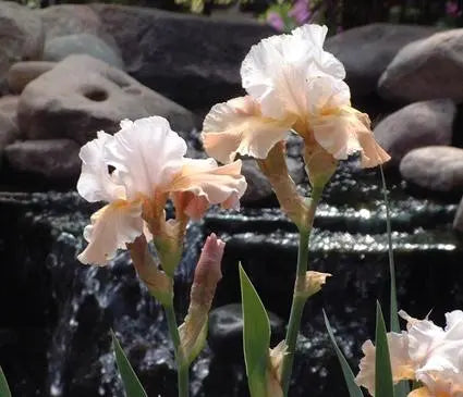Iris, German Bearded Champagne Elegance