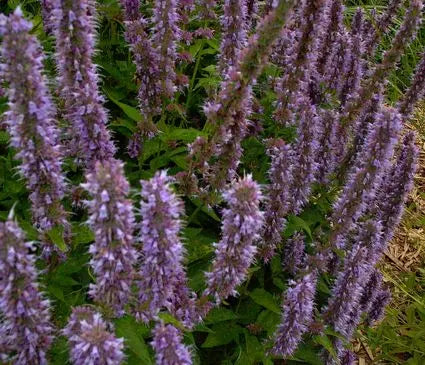 Agastache, Blue Fortune