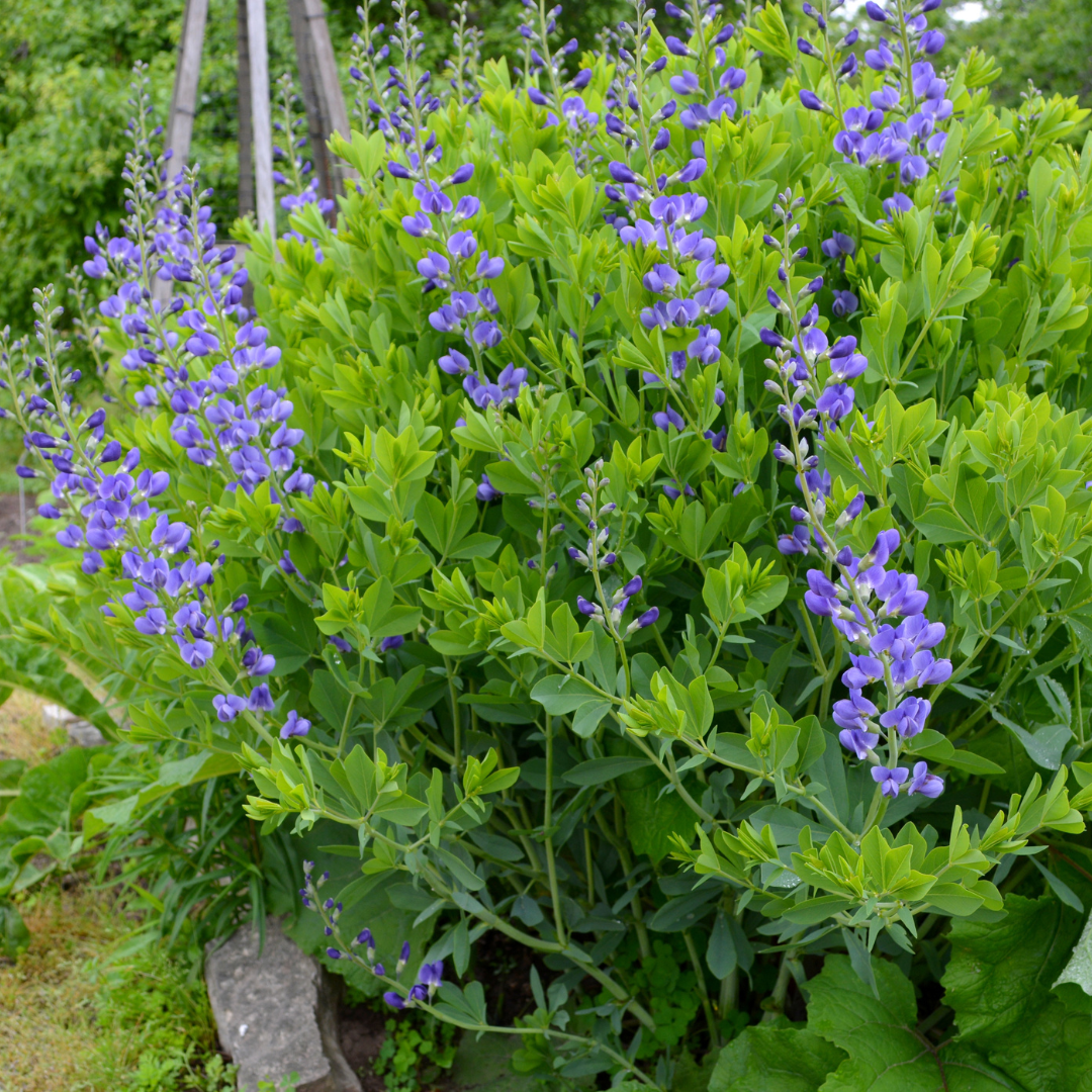 False Indigo