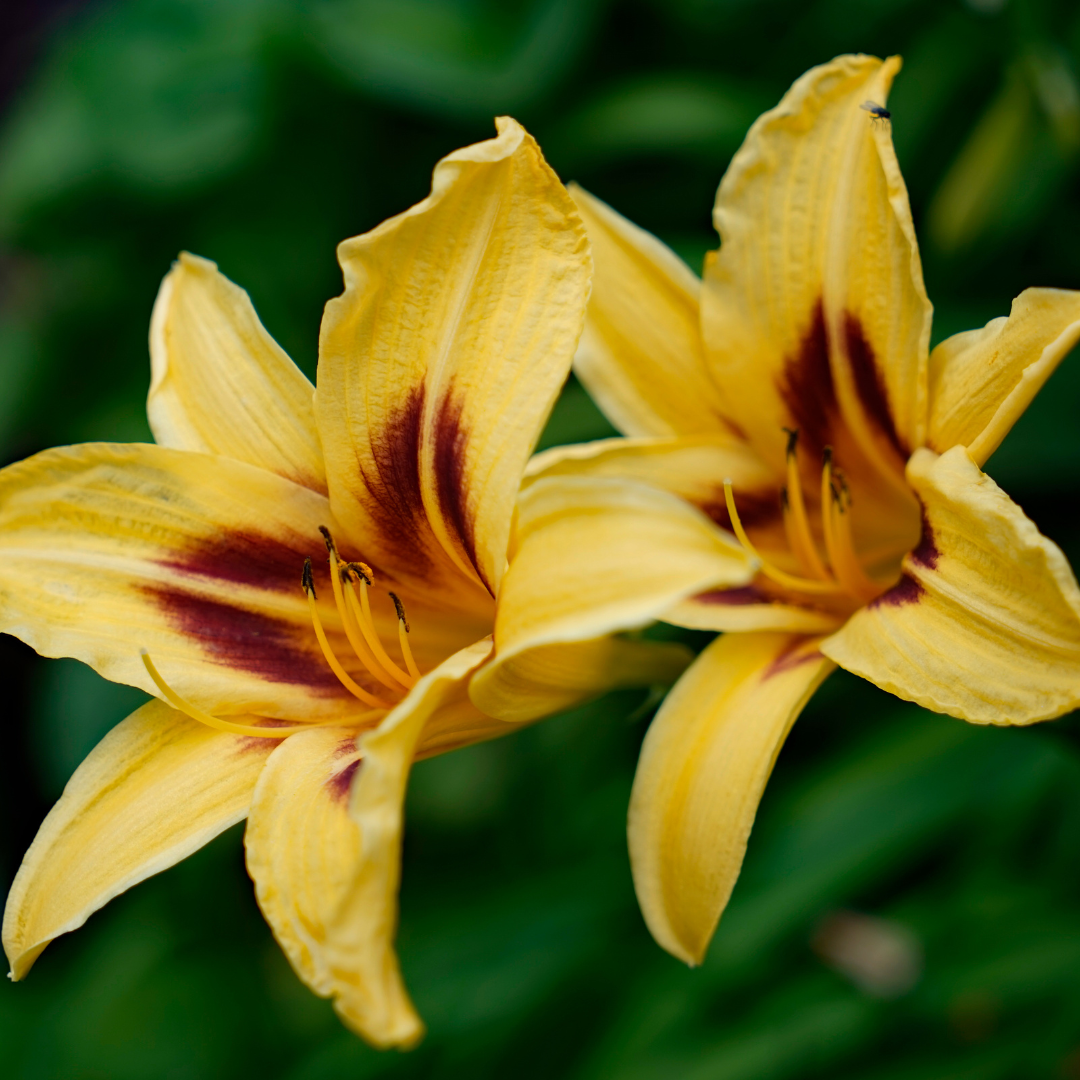 Daylily, Bonanza