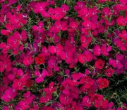Dianthus, Zing Rose
