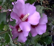 Rose of Sharon, Minerva