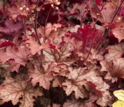 Coral Bells, Carnival Peach Parfait