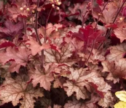 Coral Bells, Carnival Peach Parfait