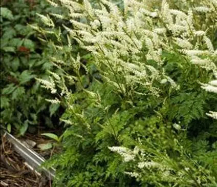 Goatsbeard, Dwarf