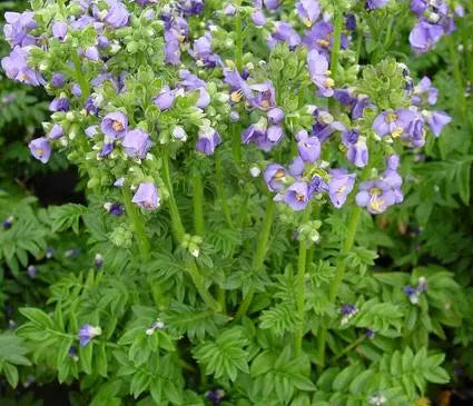 Jacob's Ladder, Heavenly Habit