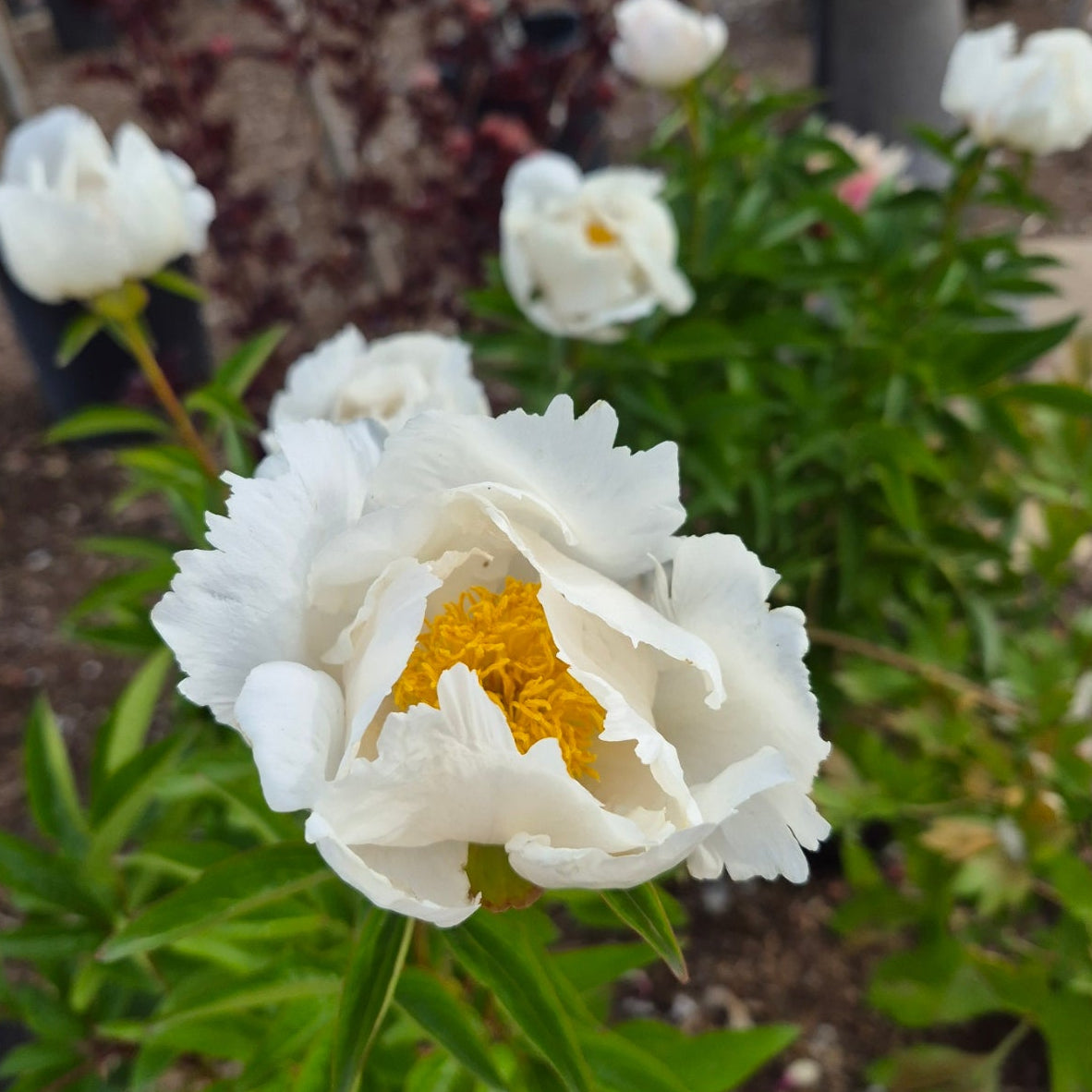 ごうさま専用　ミナペルホネン ×ヌノイトアソビ　frost garden Peony, Krinkled White – Fossil Creek Nursery