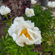 Peony, Krinkled White