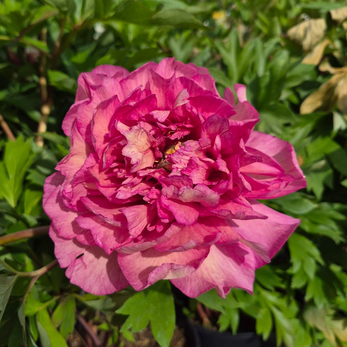 Peony, Hillary Itoh