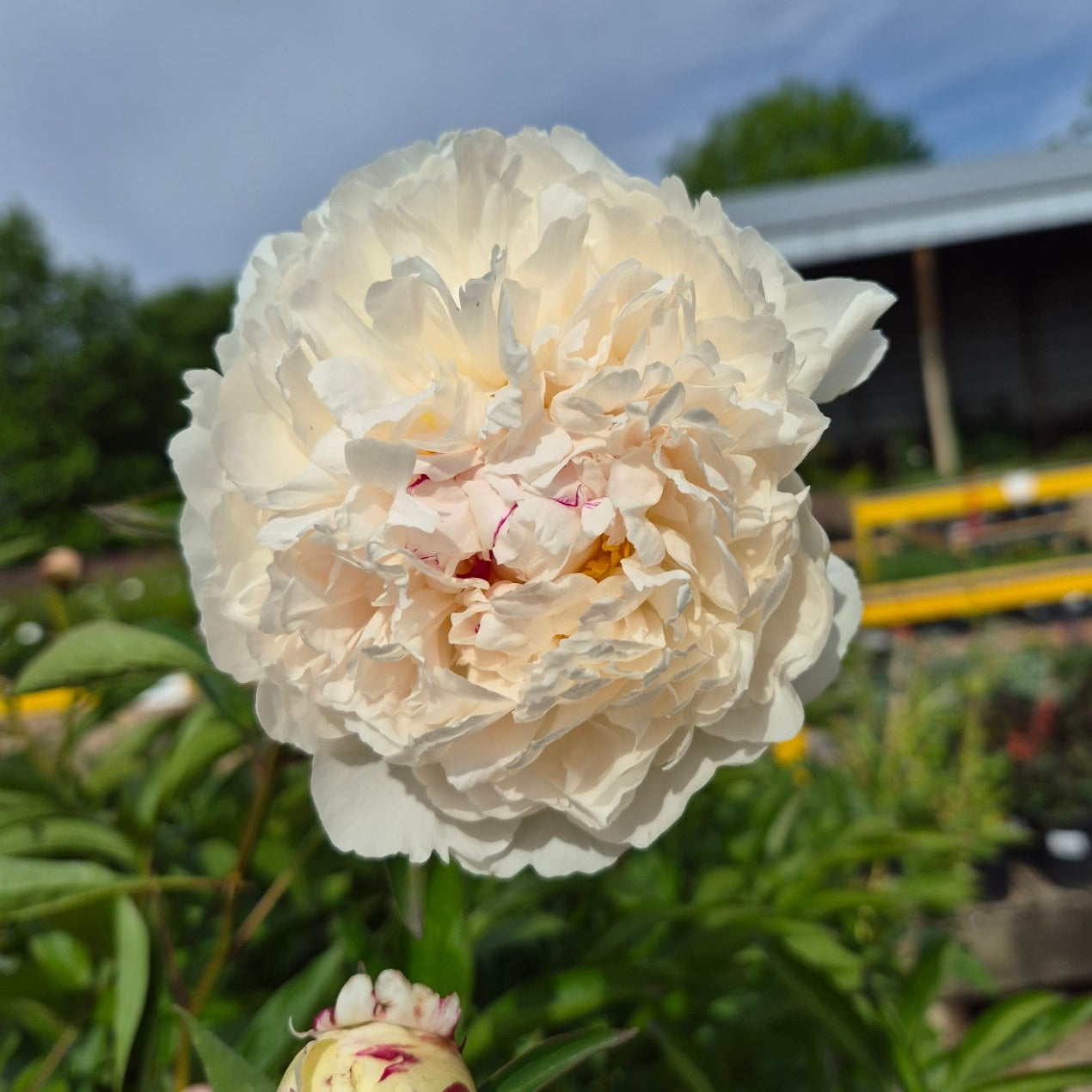 Peony, Couronne d'Or