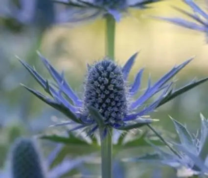 Sea Holly