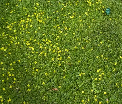 Cinquefoil, Creeping