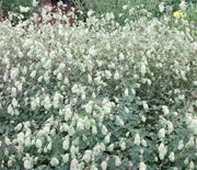 Oregano, Hopflower
