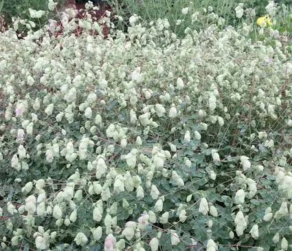 Oregano, Hopflower
