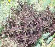 Sedum, Purple Emperior