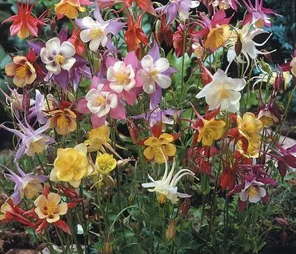 Columbine, McKana Mix