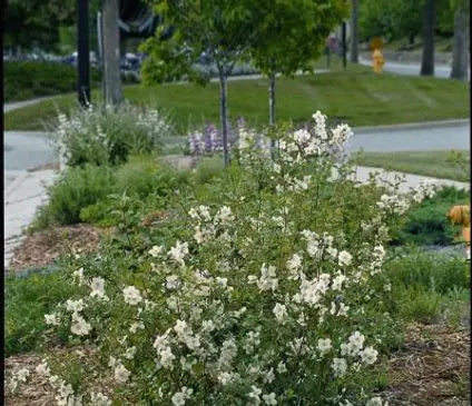 Mockorange, Cheyenne