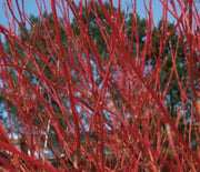 Dogwood, Cardinal
