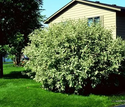 Dogwood, Variegated