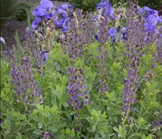 False Indigo, Twilight Prairieblues