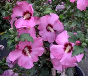 Rose of Sharon, Aphrodite