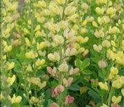 False Indigo, Solar Flare Prairieblues