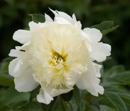 Peony, Charlie's White