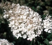 Hydrangea, Pee Gee